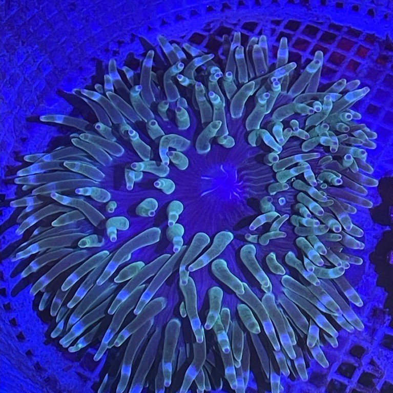 hiasan rumah nemo coral anemon jagung hijau