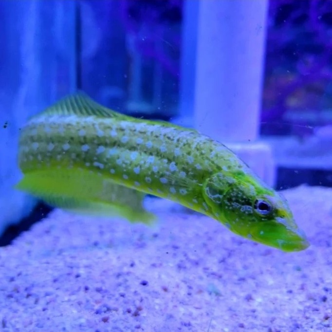 belut moray hijau green wolf eel air laut