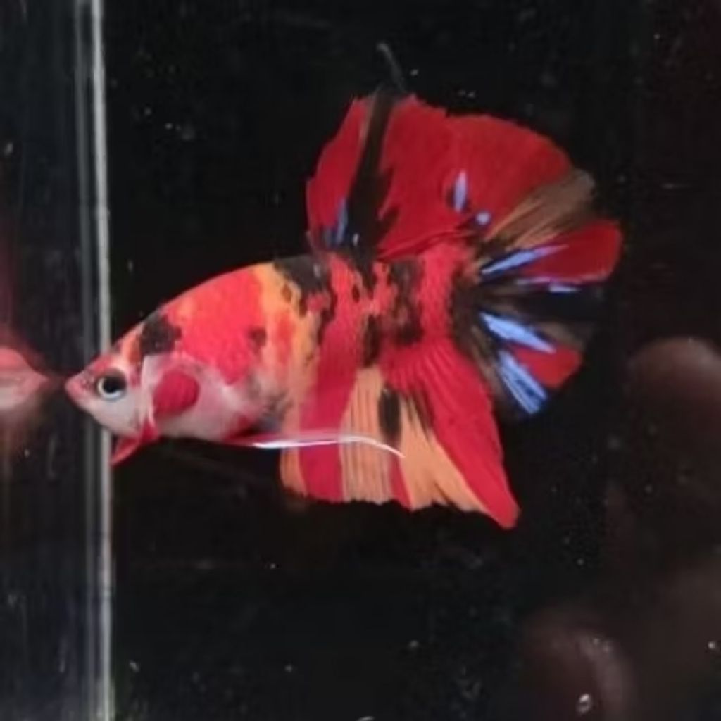 Ikan Cupang Plakat Nemo