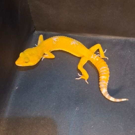 Leopard Gecko Female - Sunglow - Usia Juve Betina Sehat Cakep HG014