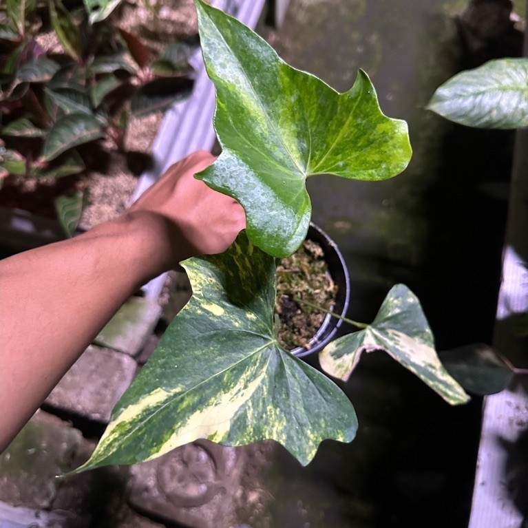 Tanaman Hias Antharium Pterodactyl Variegata / Anthurium Pterodaktil varigata
