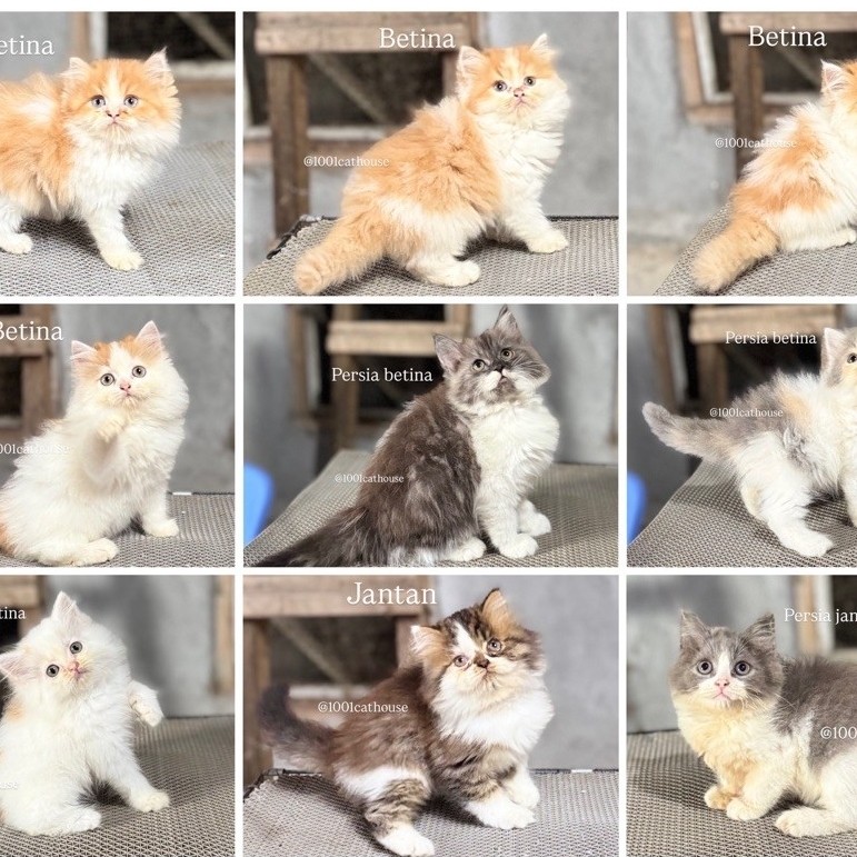 Paket Adopsi Kucing Persia Medium Flatnose Peaknose & Munchkin Lucu Sehat + Starter Kit Lengkap Jawa