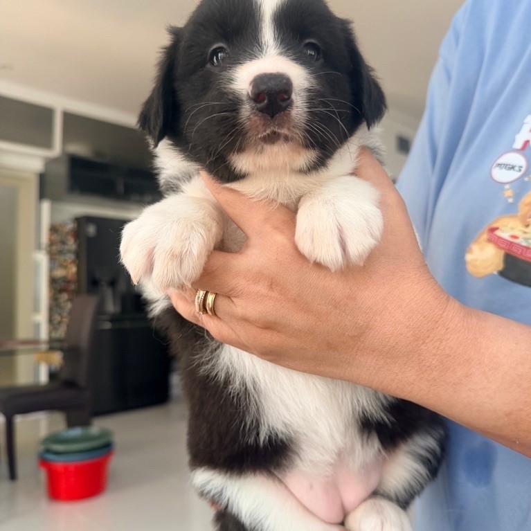 border collie puppy betina
