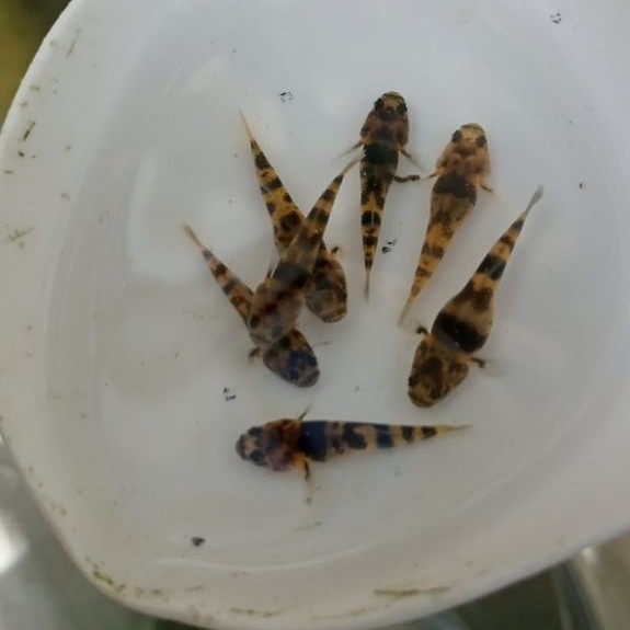 Bumblebee Goby Aquarium Fish