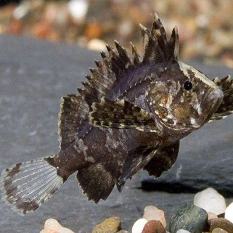 Butterfly goby
