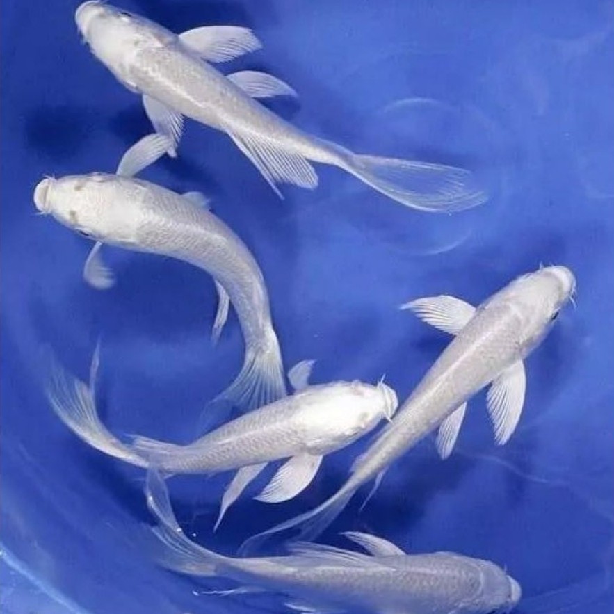 koi slayer kumpay platinum size 15-18-20 cm