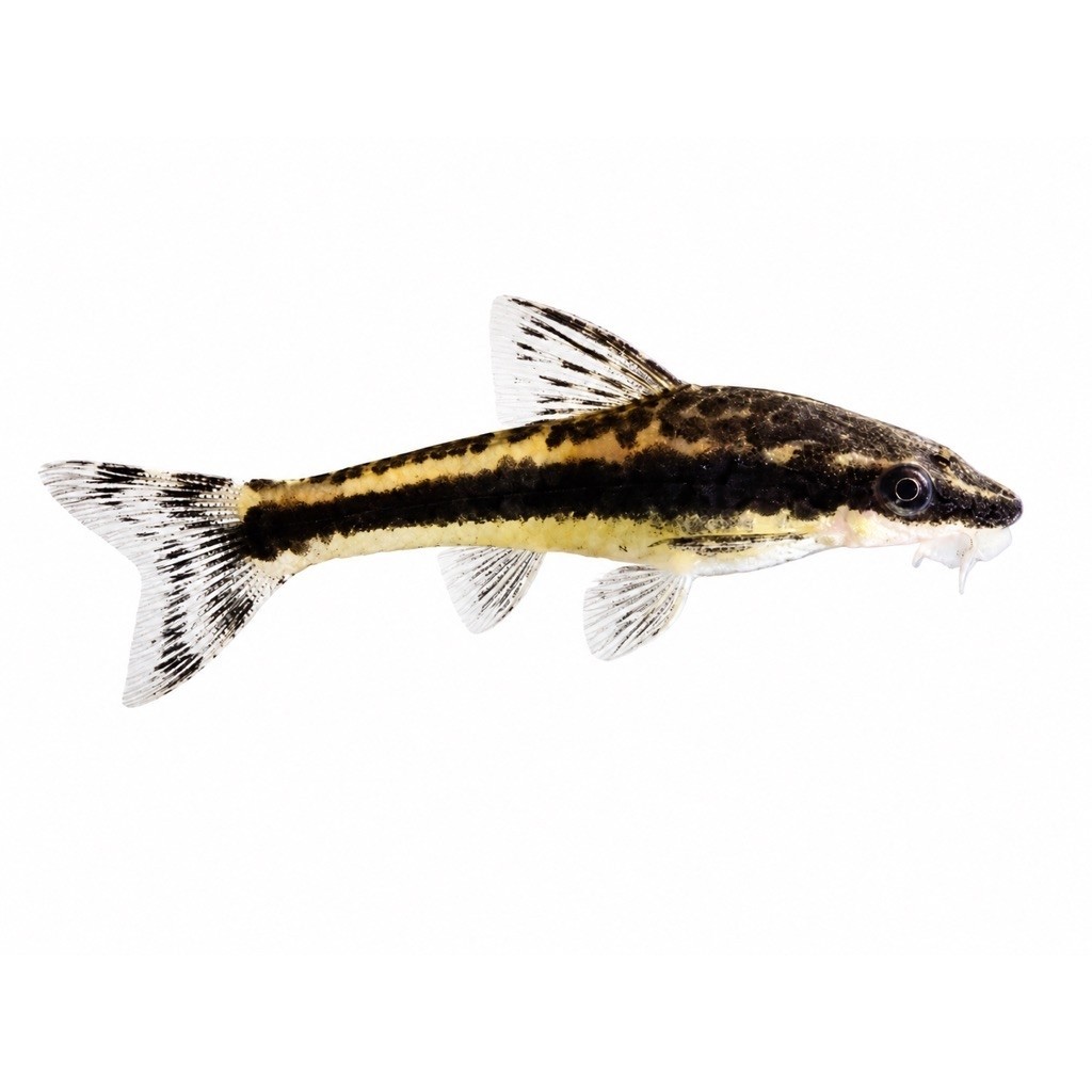Aquascape Otocinclus Affinis Algae Eater Terbaru