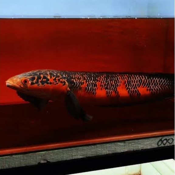 Maru Red Barito simet full pelet