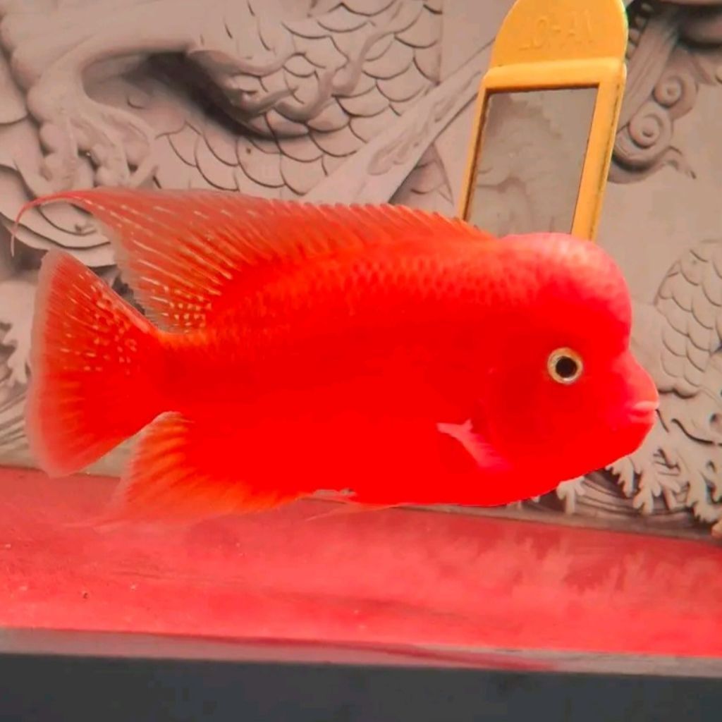 Burayak Louhan Super Red Monkey Thailand 4-5cm