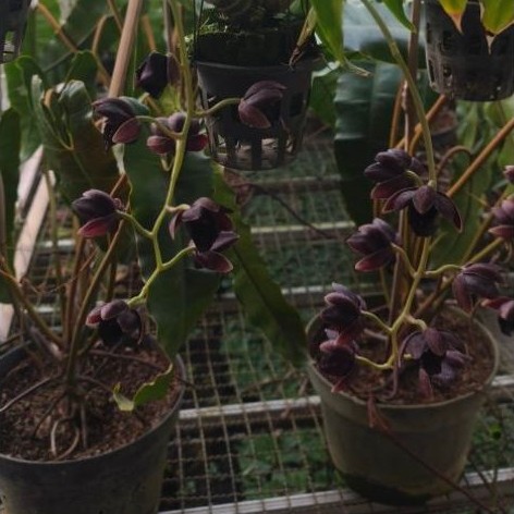 [ SPIKES | BERBUNGA ]  Catasetum FDK After Dark "Black Pearl'