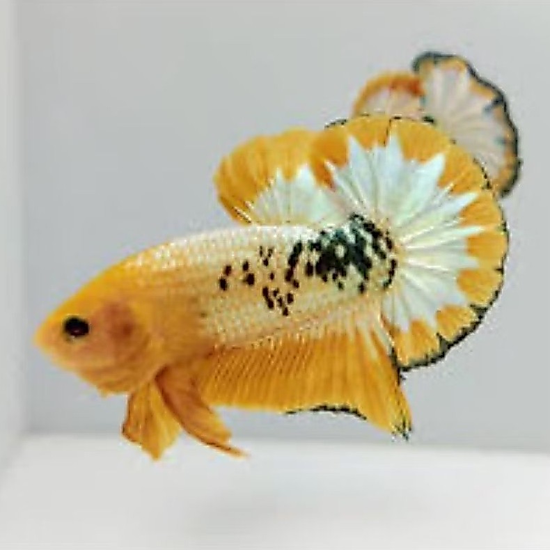 Ikan Cupang Jantan Plakat Yellow FCCP