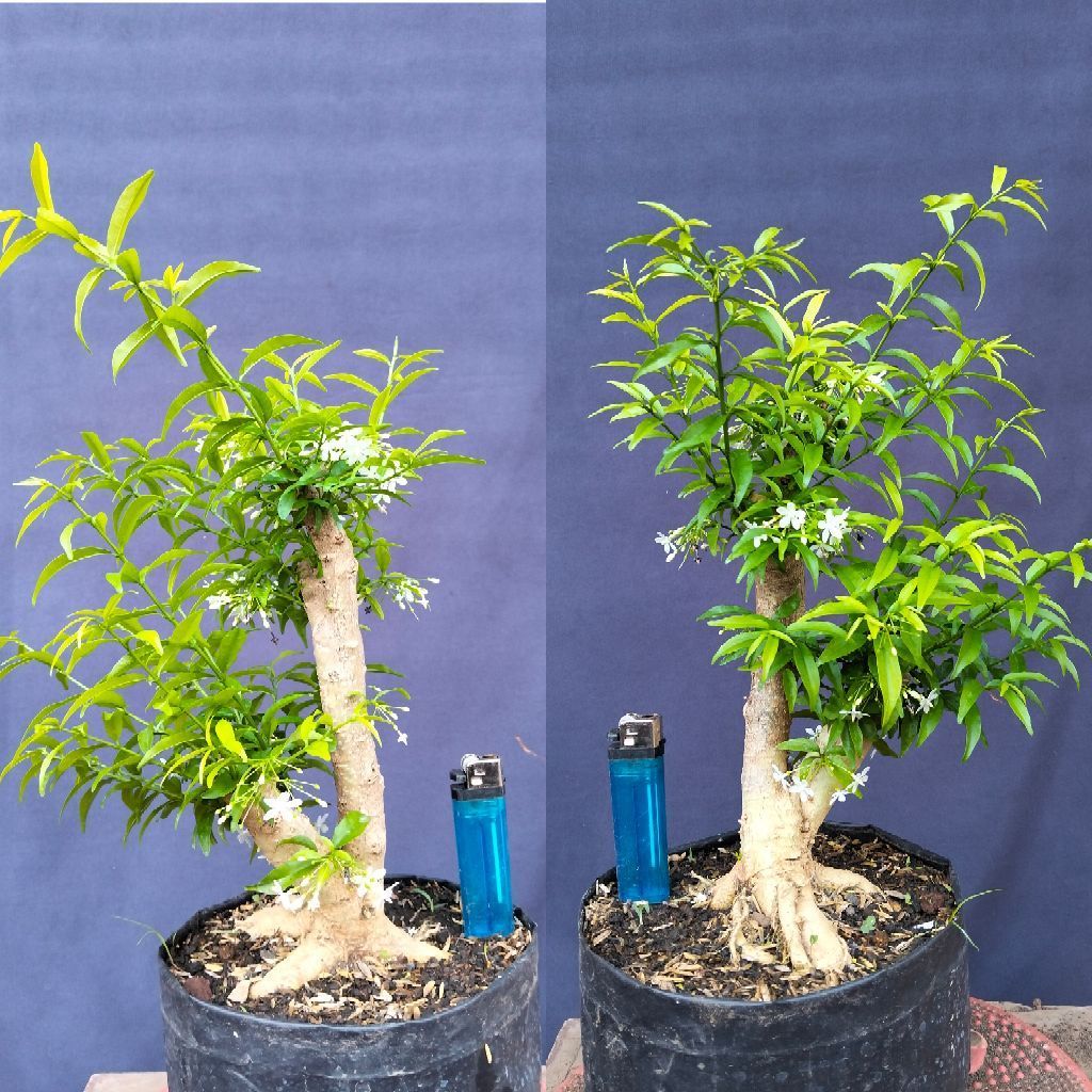 Bahan bonsai anting putri mikro sesuai foto