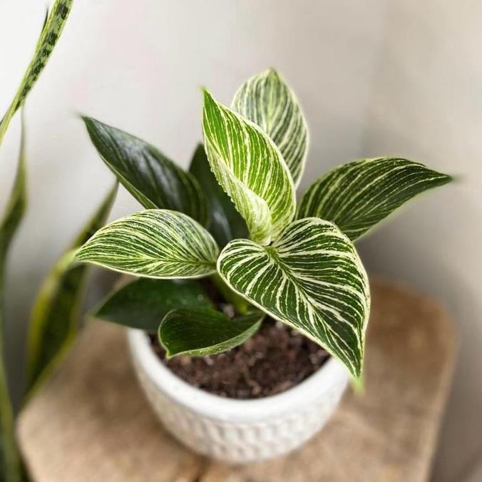 Flower- Tanaman Hias Philodendron Birkin - Philo Birkin Tanaman