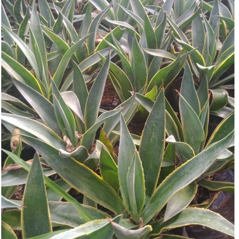 Tanaman Agave Hias agave king