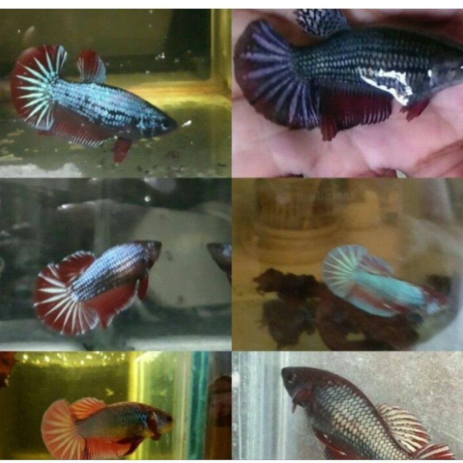 ikan cupang/betta Hmpk betina/female usia 3bulan ikan berkualitas