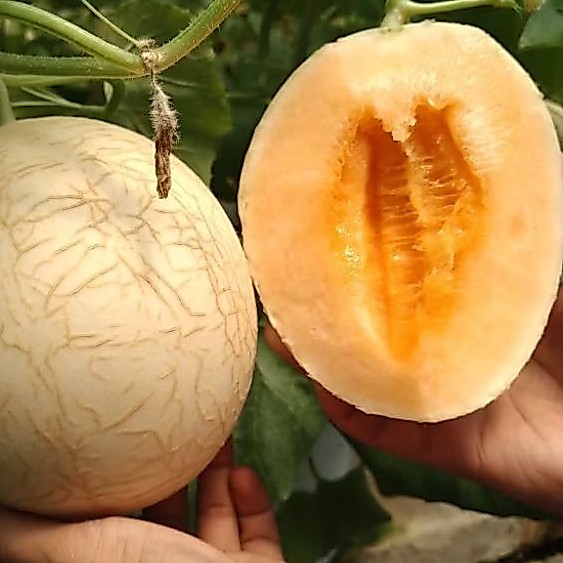 Melon Swet Net Thaiwan Manis Garing 1,1-1,2kg