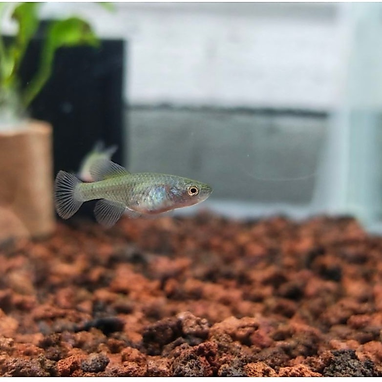 Merchendaisestar Killifish Guantheri Red, Khusus Luar Bandung