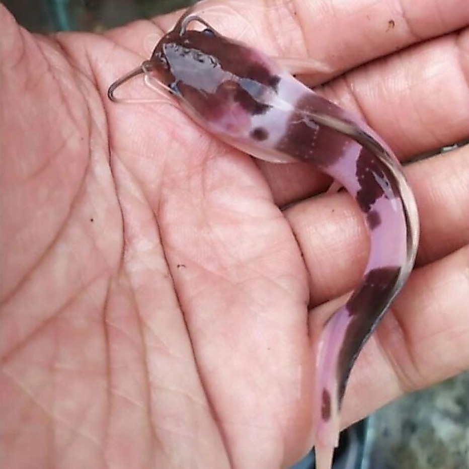 Bibit ikan Lele belang/Albino, ikan hias aquarium Aquapace