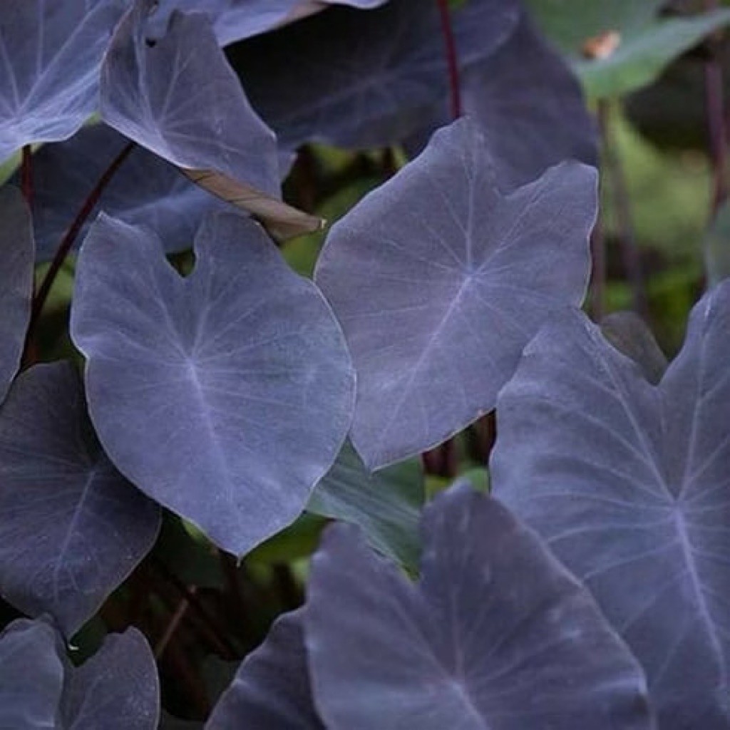 BIBIT COLOCASIA BLACK MAGIC