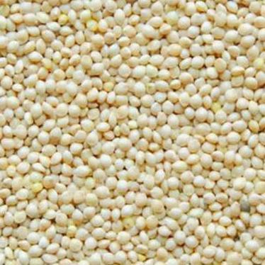 Milet putih 500 gram - milet vita