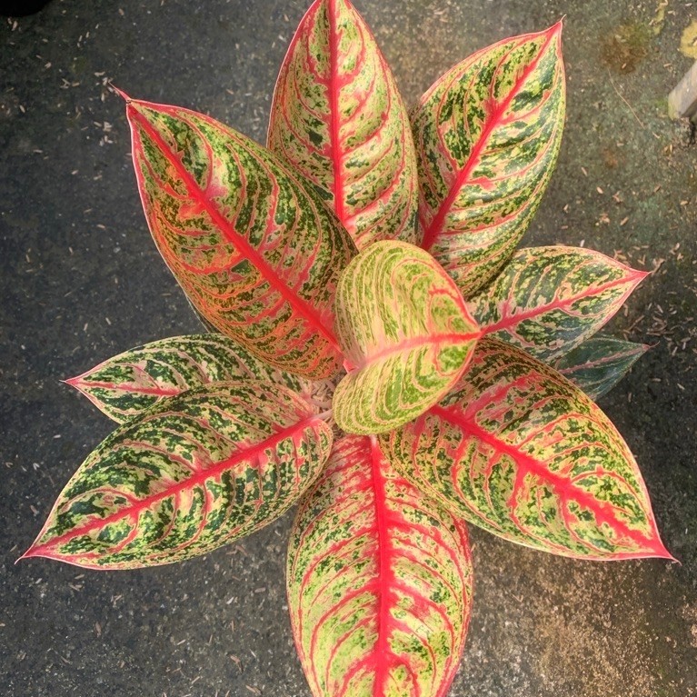 Aglaonema red Diana