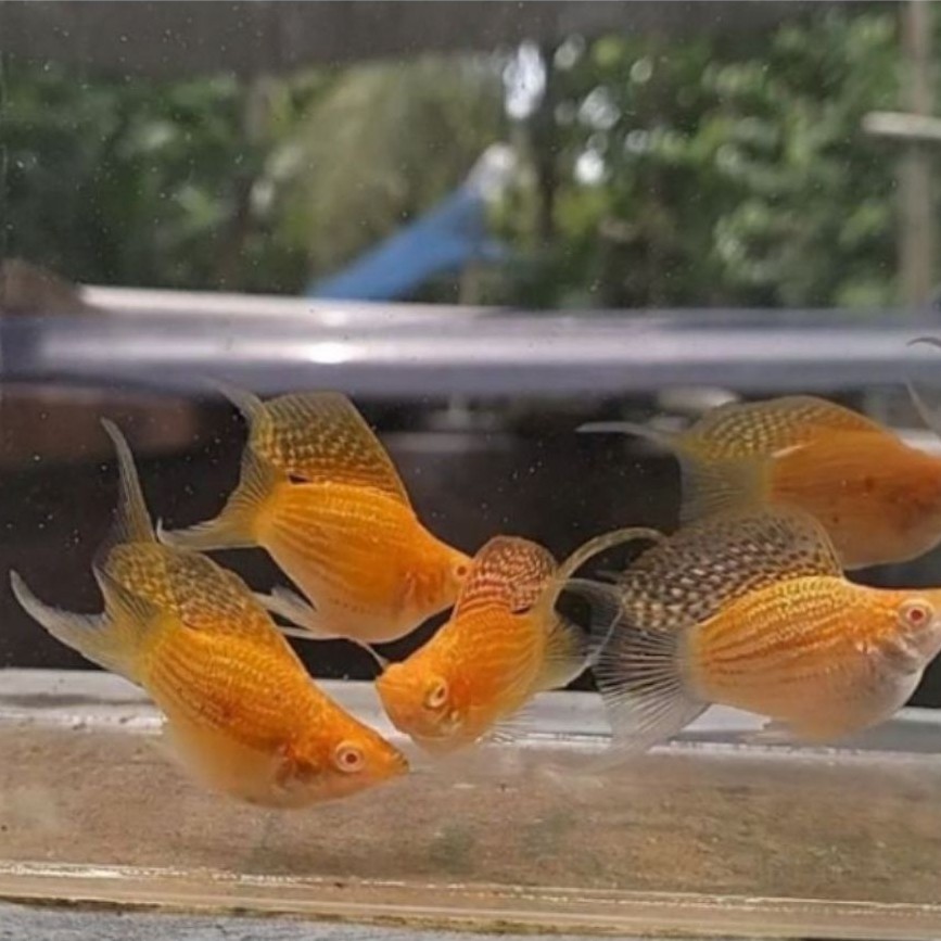 Molly balon albino golden lyretail