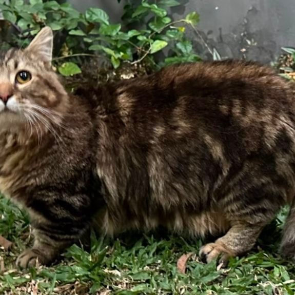 KUCING MUNCHKIN JANTAN 12 BULAN MARBLE CEBOL