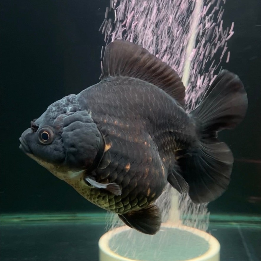Ikan hias mas koki FANCY GoodQuality/Ikan koki/ikan hias