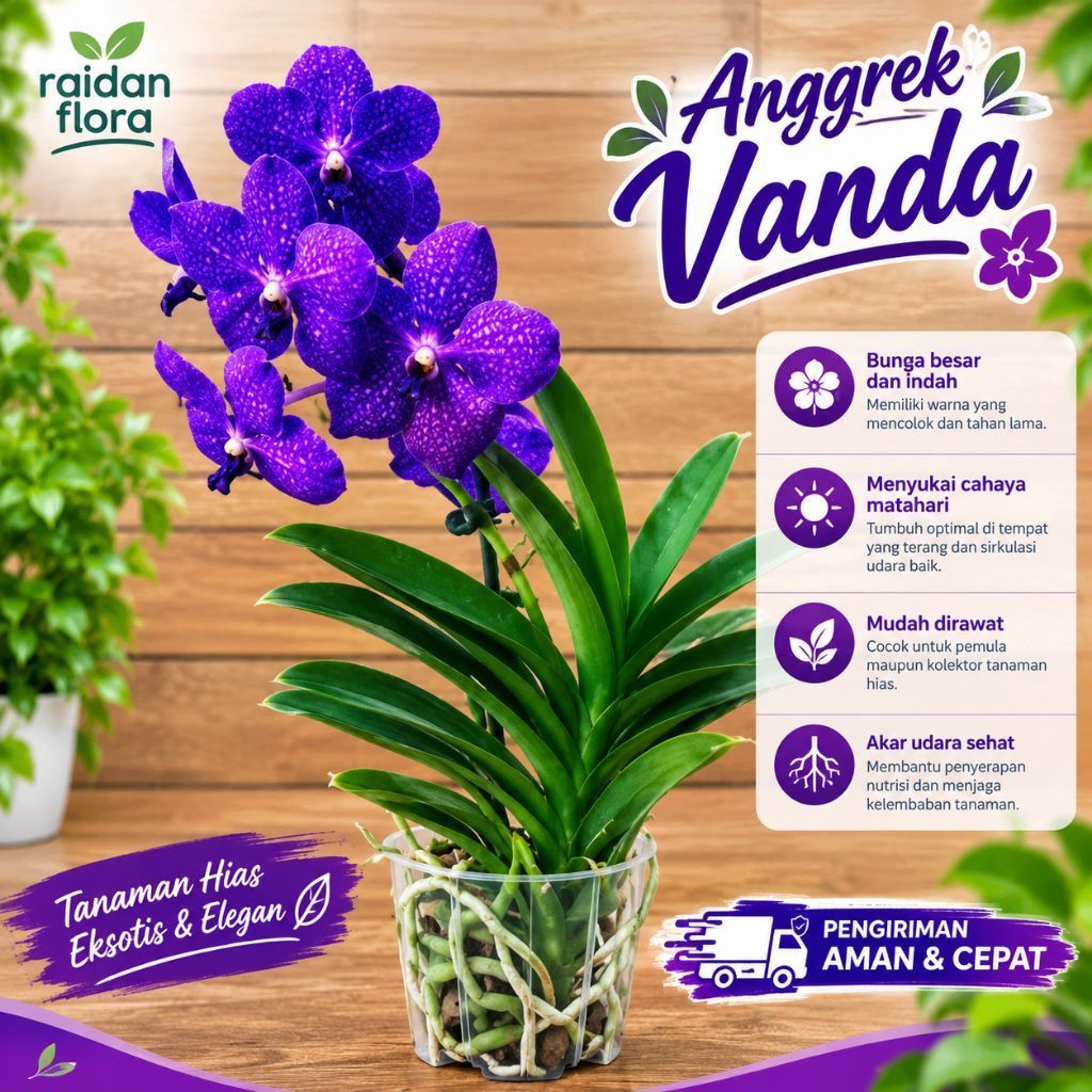 Anggrek Vanda Ungu Dewasa (Unggu Muda)