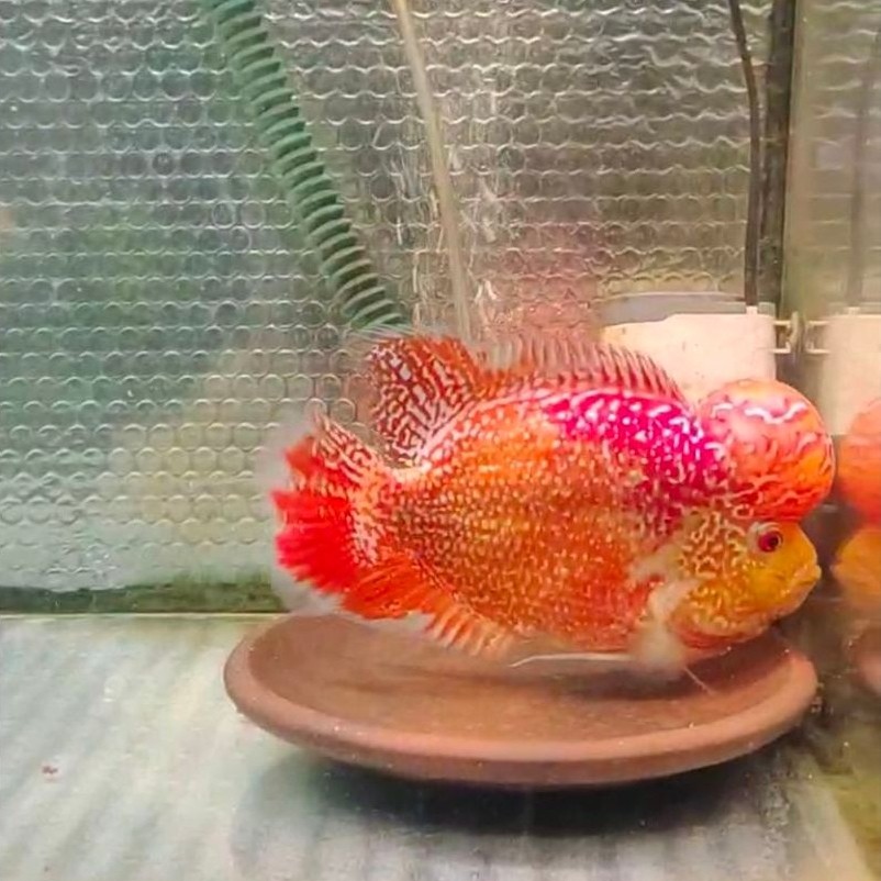 ikan lohan gb cencu 22cm indukan lohan free ongkir