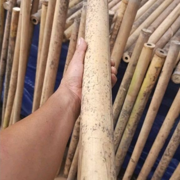 ruas bambu tamiang bahan layangan, seruling dll