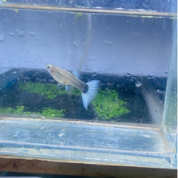 Guppy HB White Betina Grade A