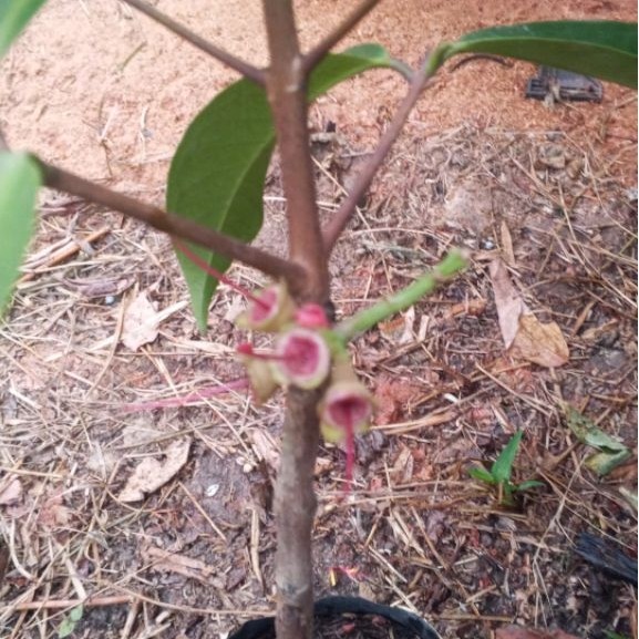 jambu jamaika