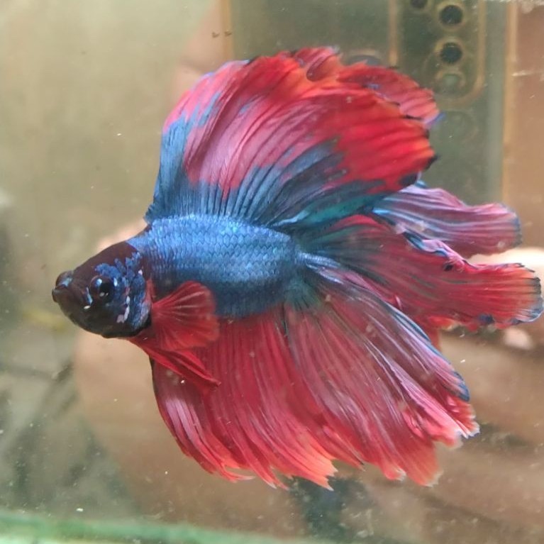 Ikan cupang hias aquarium HMDT multi size M