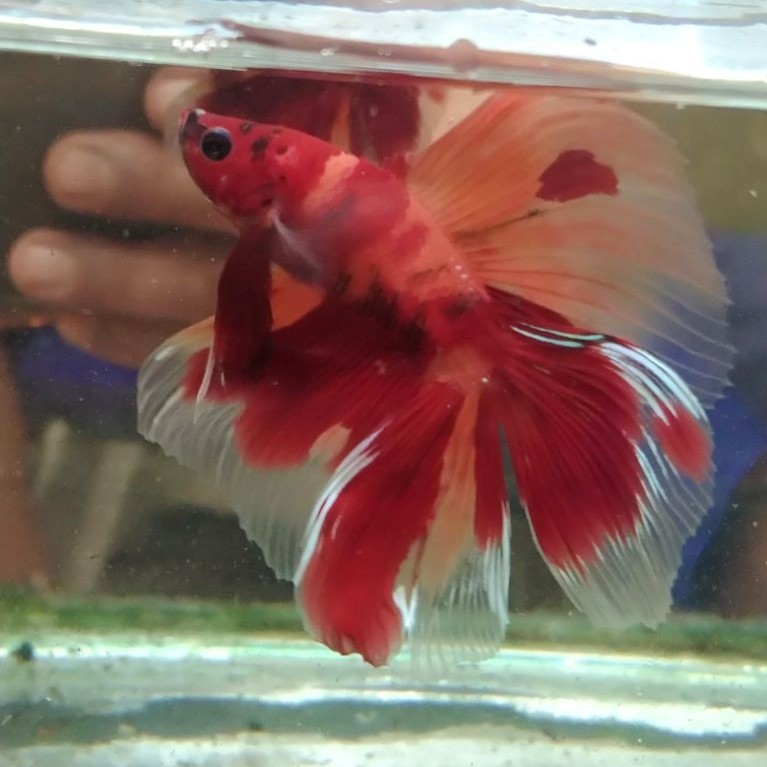 ikan cupang hias aquarium HMDT multi size M