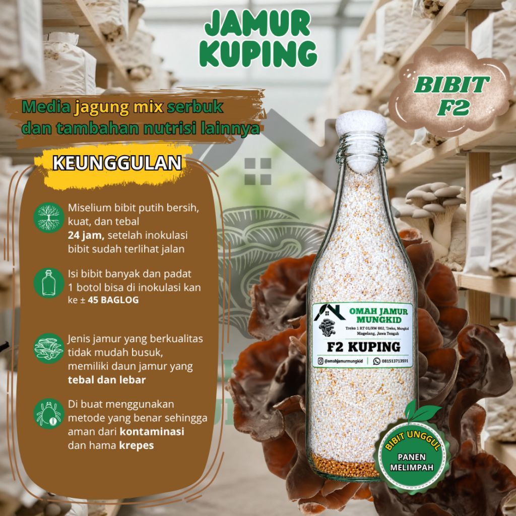 Bibit F2 Jamur Kuping