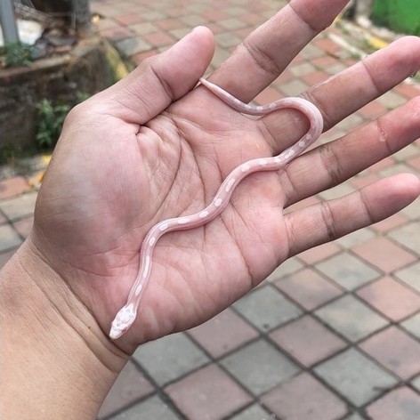 corn snake snow motley het anery