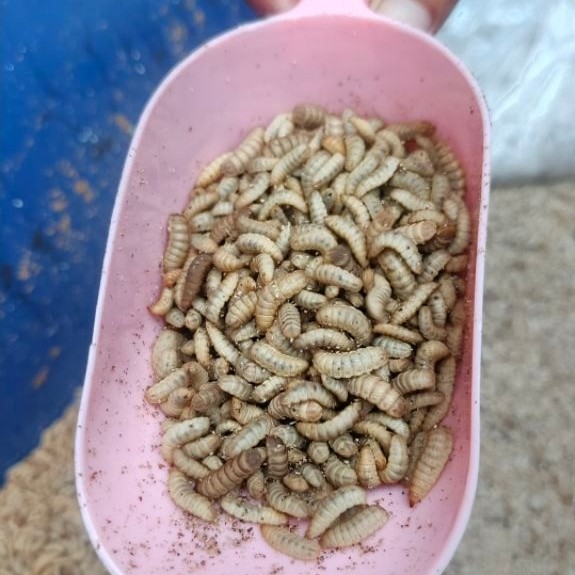 MAGGOT BSF Hidup , Galatama | Besar tersedia 500gr/1kg/2kg Hanya instan-samday
