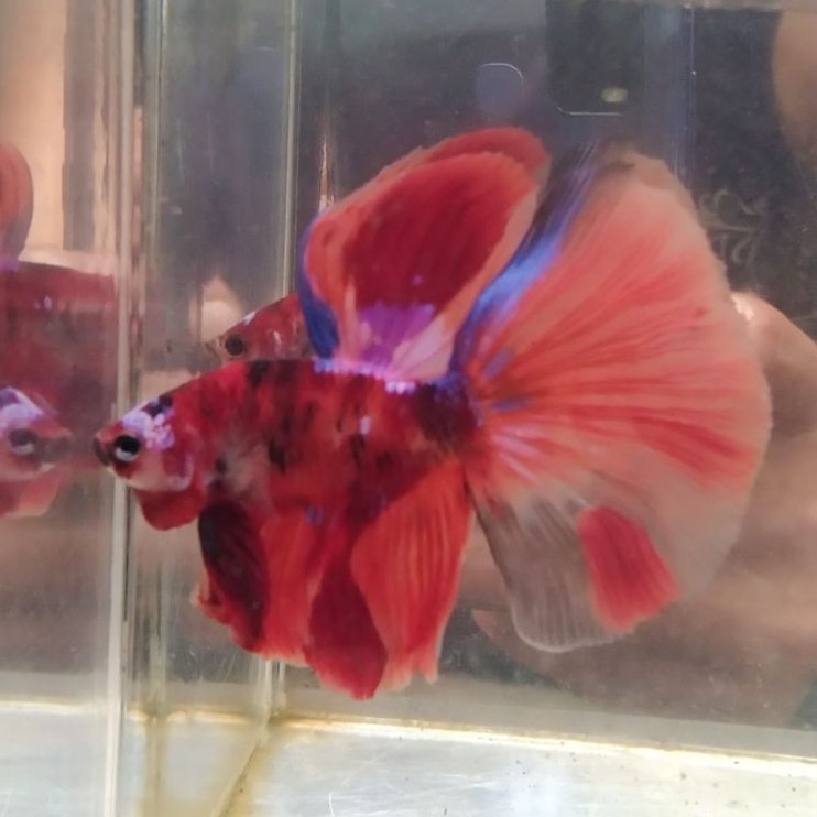 ikan cupang hias aquarium HM multi Size M
