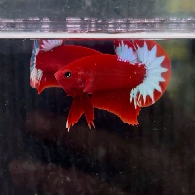 Plakat Cupang Hellboy bold Red - Plakat Pajangan Kamar Pria, Warna Real, Aman untuk Pria Dewasa