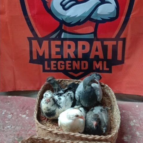 MERPATI BAHAN FF PIYEK USIA 3 MINGGU / EKOR WARNA RANDOM