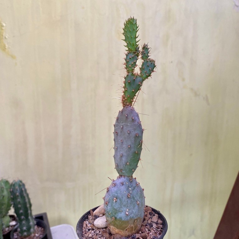 Kaktus Opuntia Santa Rita Centong Ungu Banyak Cabang Tinggi 20cm Dim 5.5cm