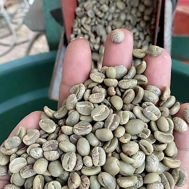 green Bean Arabika asalan