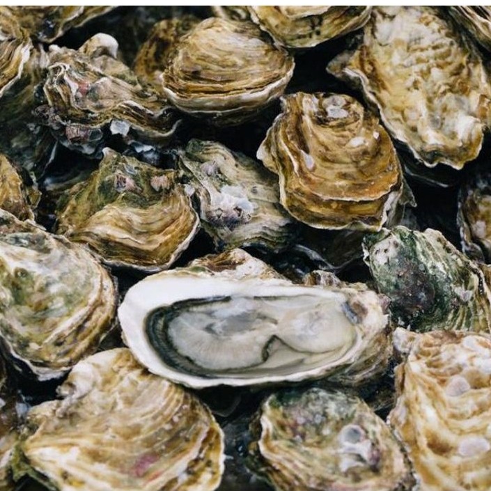 KERANG OYSTER /KERANG TIRAM 1KG