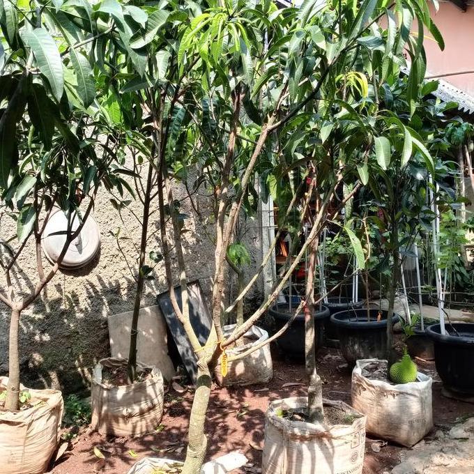 Pohon Mangga Miyazaki / Bibit Mangga Miyazaki / Mangga Miyazaki