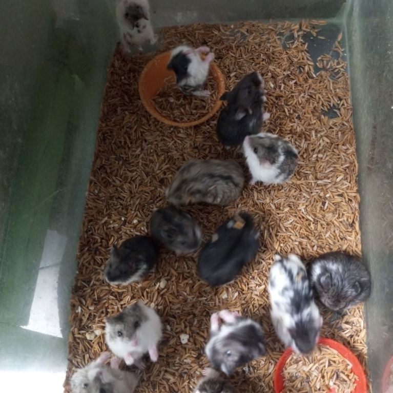 indukan hamster campbell betina