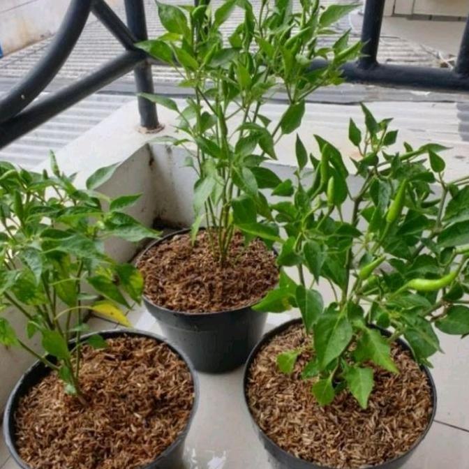 Promo BIBIT TANAMAN CABE RAWIT BERBUAH INC POT HITAM Diskon