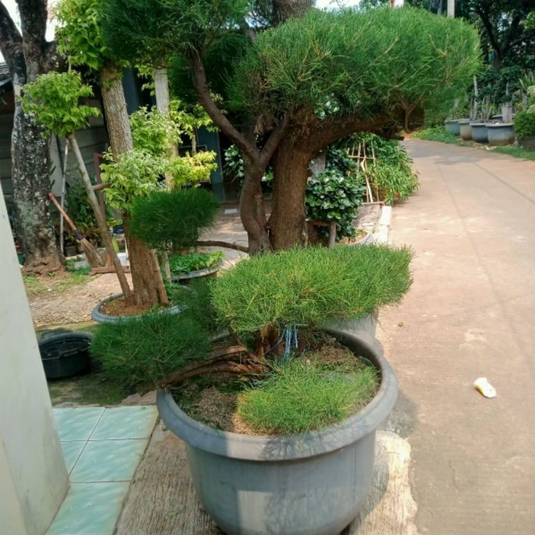 Cemara Udang - Bonsai Cemara