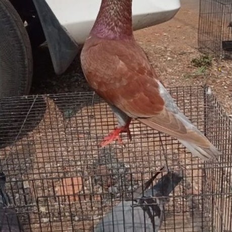 burung dara/burung merpati prospek kolongan