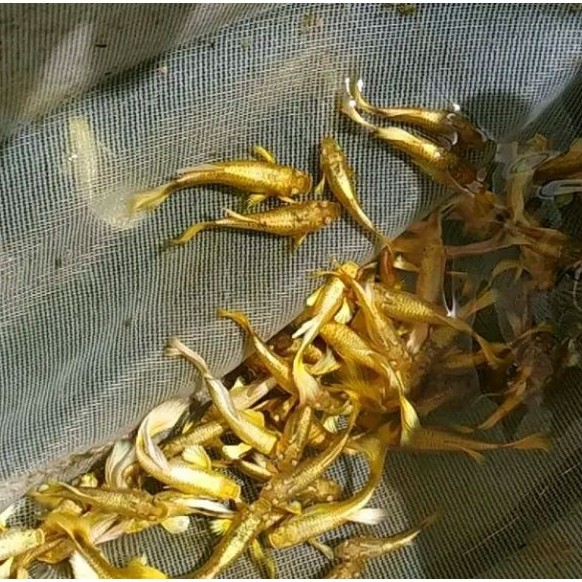 Guppy full gold